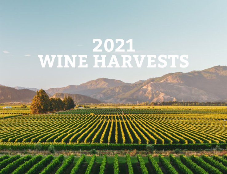 The 2021 Wine Harvests - The good and the bad