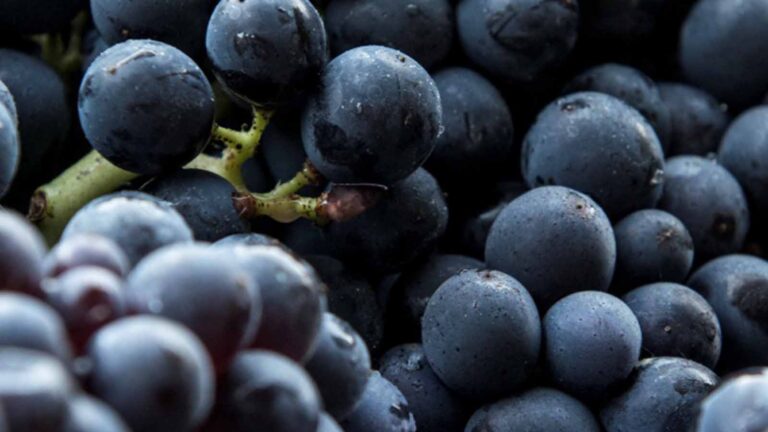 Grape To Glass Red Wine Making