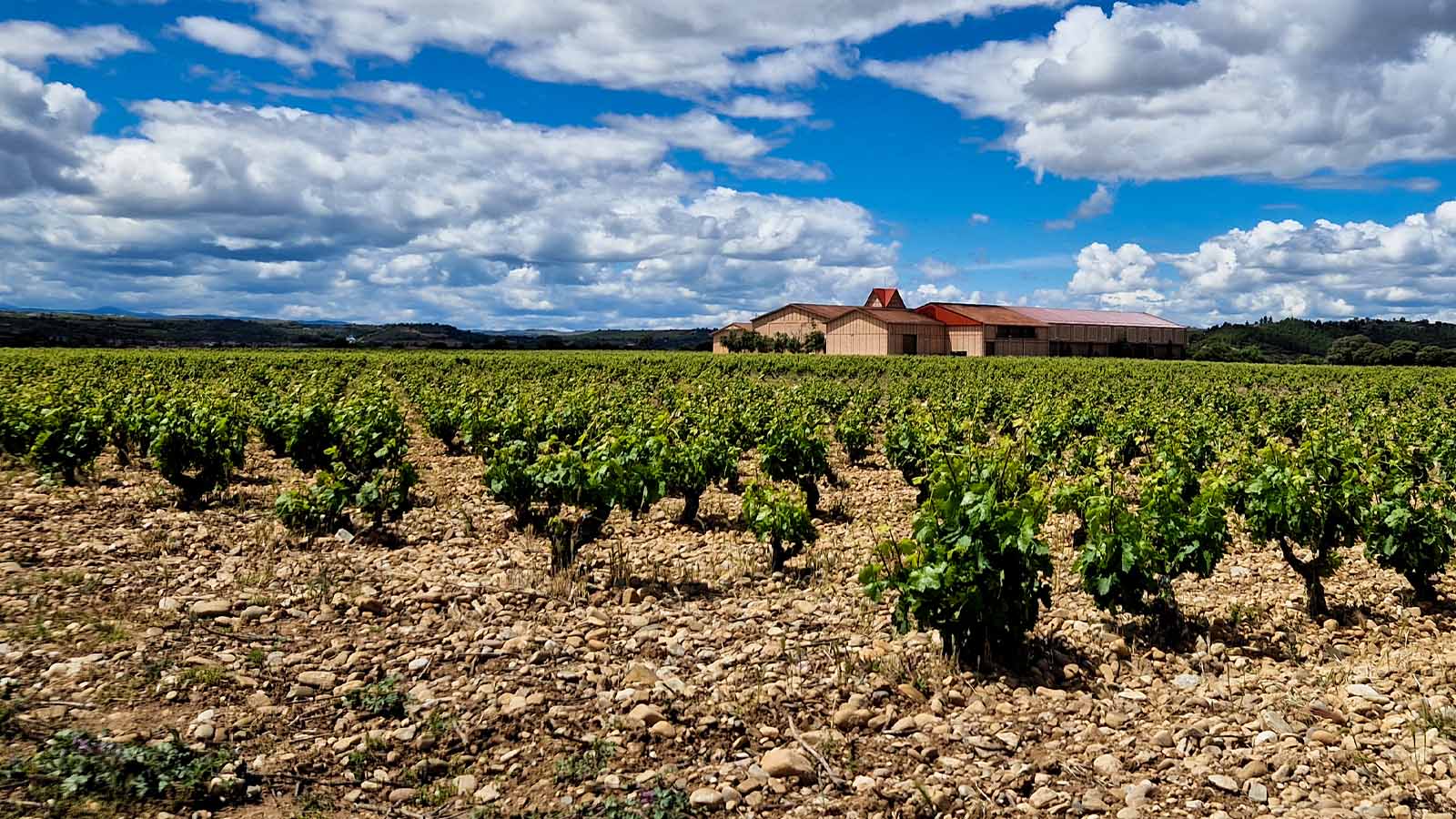 Grape To Glass Vineyard