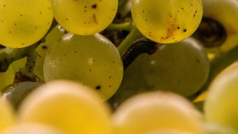 White Wine Making - Grape to Glass