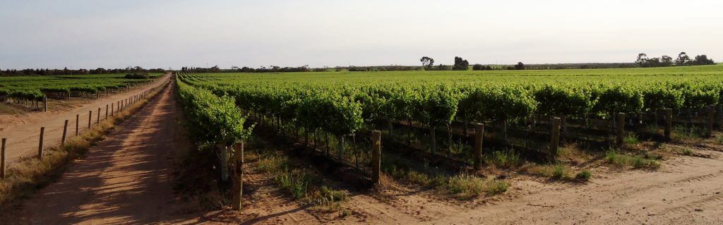 Inland vineyard in summer cropped terra rossa soil