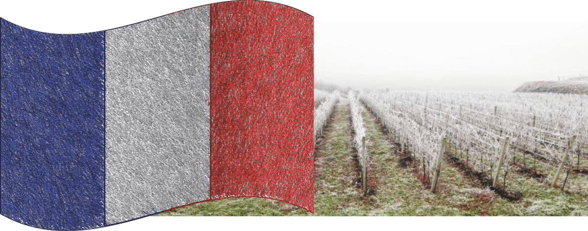 French Vineyards during the 2021 Harvest