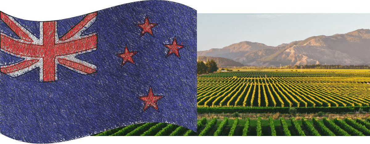 new zealand vineyard 2021 1