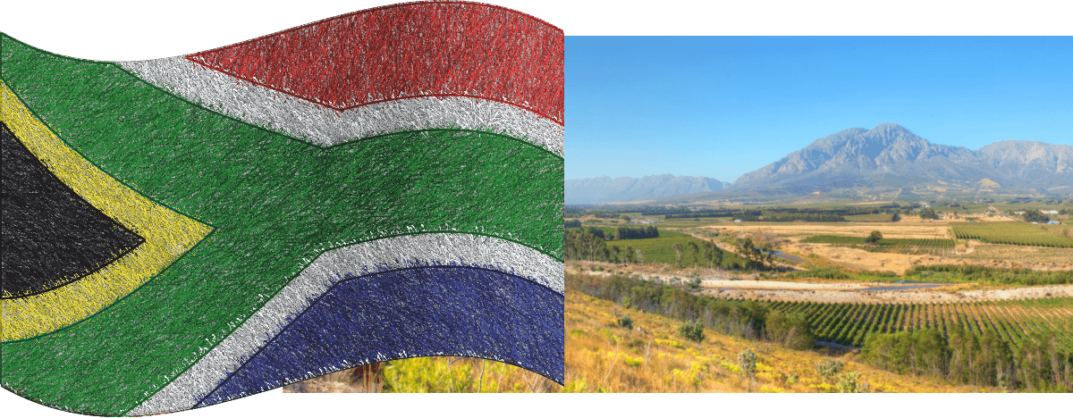 South African Vineyards during 2021