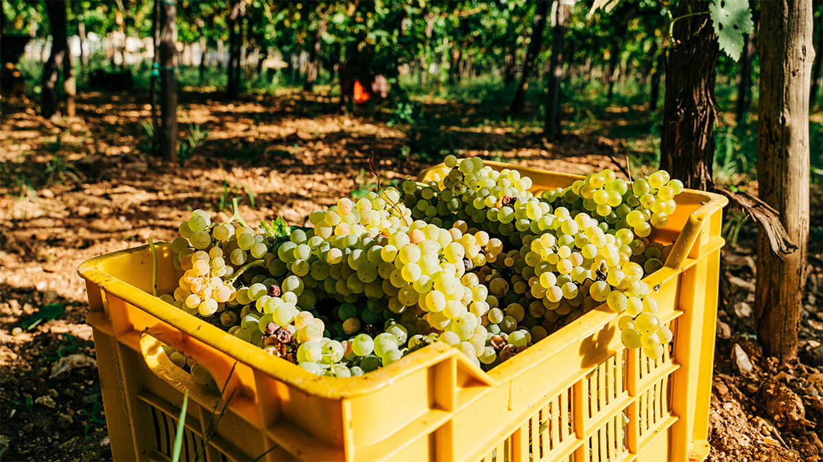 wine harvest 2024